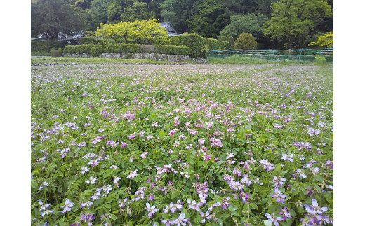 GJ-08　薬草の里  れんげ米 5㎏ | 元丈の館 化学肥料 不使用 みえ 安心食材認定 国産  コシヒカリ