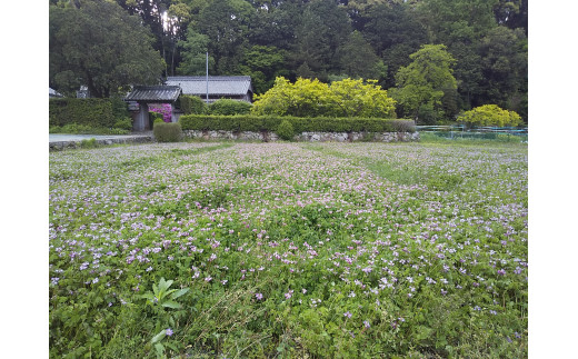 GJ-08　薬草の里  れんげ米 5㎏ | 元丈の館 化学肥料 不使用 みえ 安心食材認定 国産  コシヒカリ