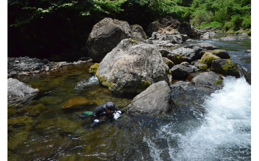  （2025年先行受付）高知県仁淀川の天然鮎（冷凍）約500ｇ