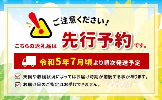 長野県産玉ねぎ5kg