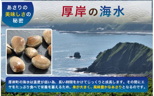 砂出し済み！ 北海道 厚岸産 北海あさり 2kgお届け (500g×4パック) 【 3ヵ月 定期便 】 (各回2kg×3ヶ月分,合計約6kg)  [№5863-0832]