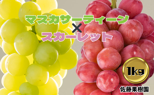 [No.5657-4039]白ぶどう（マスカサーティーン）＆赤ぶどう（スカーレット） 合計1kg以上（各1房）《佐藤果樹園》■2024年発送■※9月下旬頃～10月下旬頃まで順次発送予定