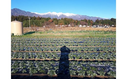 農園直送】はっぱ屋のちぢみほうれん草