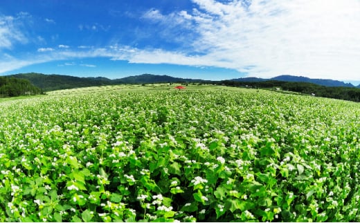 [№5795-0310]【1箱50人前！】幌加内そば　250g×20袋