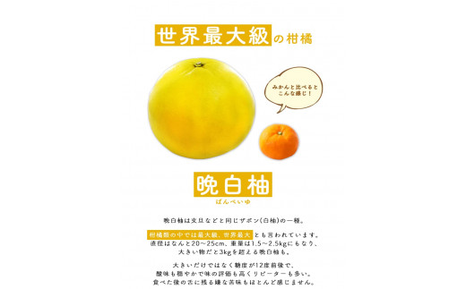 晩白柚もなか 12個入り(6個入り×2箱) 《30日以内に出荷予定(土日祝除く)》 道の駅竜北