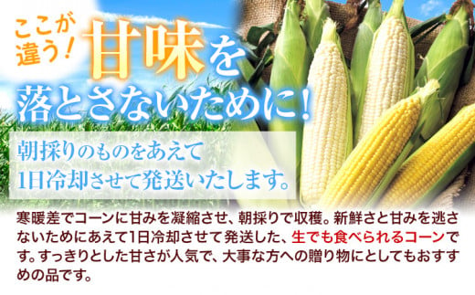 令和6年産 北海道名寄産ホワイトコーン＆スイートコーンイエロー食べ比べセット L～2Lサイズ各5本計10本《8月中旬-9月中旬頃出荷》NPO法人なよろ観光まちづくり協会 とうもろこし 食べ比べ 旬 新鮮 産地直送 糖度 冷蔵 レビュー高評価