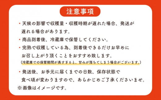 【先行予約】訳あり ☆本土最南端☆佐多の果樹園で育てた 完熟アップルマンゴー1kg (2～3玉) 家庭用