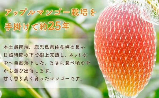 【先行予約】訳あり ☆本土最南端☆佐多の果樹園で育てた 完熟アップルマンゴー1kg (2～3玉) 家庭用