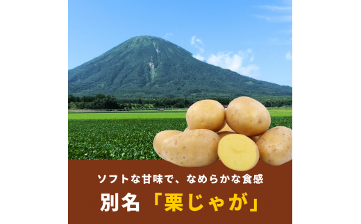 2024年秋発送！ 北海道羊蹄山麓 じゃがいも10kg(キタアカリ)［JAようてい］【 野菜 ジャガイモ きたあかり 10kg 料理 】