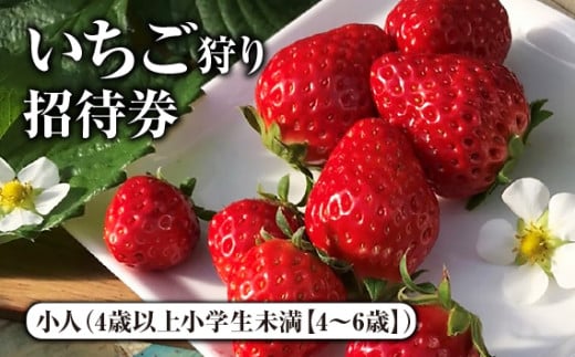 いちご狩り招待券　小人（4歳以上小学生未満【4～6歳】） [No.422] ／ 苺狩り イチゴ狩り 体験チケット 岐阜県