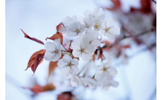 吉野山の桜の苗木　１本（二～三年生）