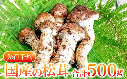 先行予約・数量限定！貴重な「国産まつたけ」500g！