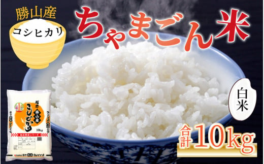 【令和6年産 新米】勝山産 コシヒカリ ちゃまごん米 精米 10kg [B-010017]