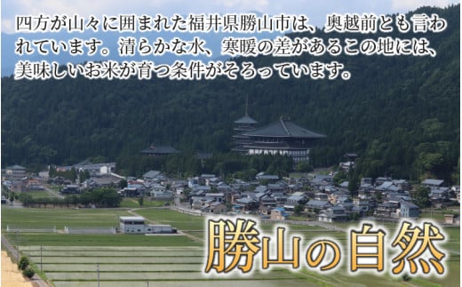 【令和6年産 新米】勝山産 コシヒカリ ちゃまごん米 精米 10kg [B-010017]