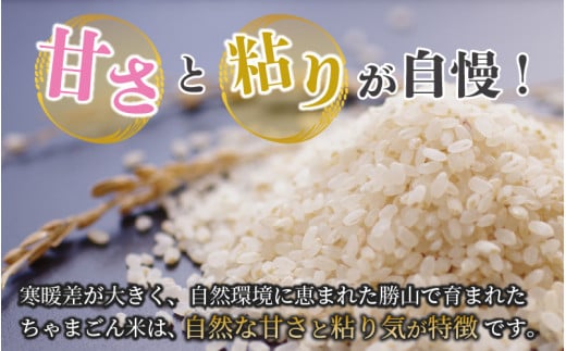 【令和6年産 新米】勝山産 コシヒカリ ちゃまごん米 精米 10kg [B-010017]