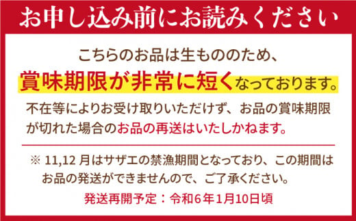 ＜全3回定期便＞【平戸産を活きたまま】天然活 サザエ 計5.4kg（約1.8kg×3回） 平戸市 / ひらど新鮮市場 [KAB162]