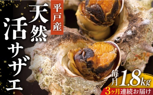 ＜全3回定期便＞【平戸産を活きたまま】天然活 サザエ 計5.4kg（約1.8kg×3回） 平戸市 / ひらど新鮮市場 [KAB162]