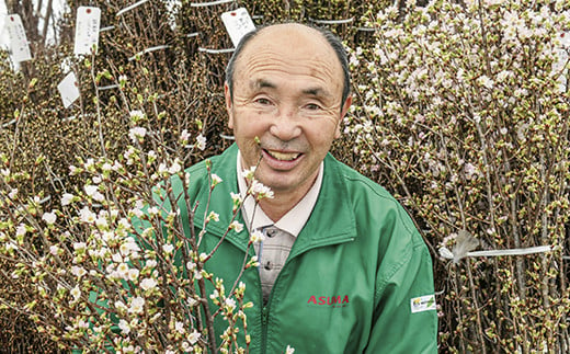 《 先行予約 》 啓翁桜 ( けいおうざくら ) 80cm × 8本 〔1月中旬頃 ～ お届け 〕 花 生花 枝花