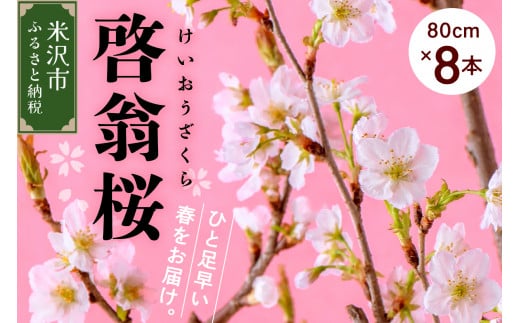 《 先行予約 》 啓翁桜 ( けいおうざくら ) 80cm × 8本 〔1月中旬頃 ～ お届け 〕 花 生花 枝花