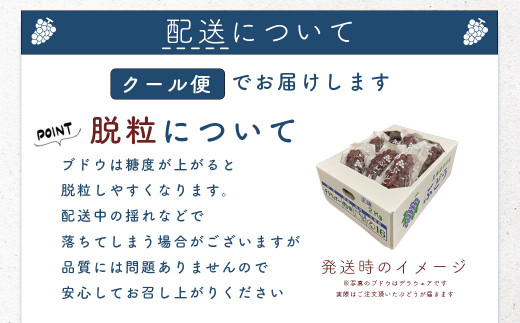 【先行受付：2024年9月中旬以降発送】キャンベル　数量限定　秀品　余市町野崎農園　約2kg【産地直送】