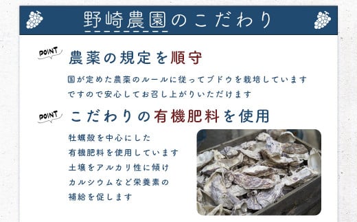 【先行受付：2024年9月中旬以降発送】キャンベル　数量限定　秀品　余市町野崎農園　約2kg【産地直送】