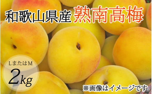 【梅干・梅酒用】（LまたはM－2Kg）熟南高梅＜2025年6月上旬～7月上旬ごろに順次発送予定＞【art012A】