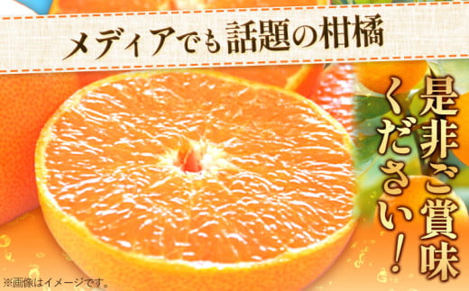 ＜先行予約＞一度は食べていただきたい! 有田産の せとか 青秀以上 約4～5kg （サイズおまかせ） 厳選館 《2025年2月下旬-3月下旬頃出荷》 和歌山県 日高川町 せとか 柑橘 有田産