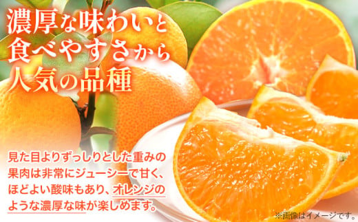 ＜先行予約＞一度は食べていただきたい! 有田産の せとか 青秀以上 約4～5kg （サイズおまかせ） 厳選館 《2025年2月下旬-3月下旬頃出荷》 和歌山県 日高川町 せとか 柑橘 有田産