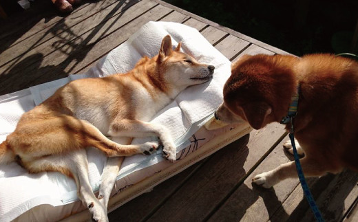 老犬ホームあんでは、いろいろな理由で飼えなくなってしまった老犬や成犬を預かり、犬と飼い主が安心して暮らせる環境を提供しています。