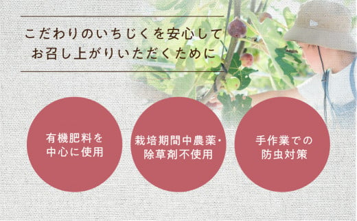 【年内発送】《先行予約》【令和6年産】おすすめ いちじく の ジャム ・ グラノーラ | 無花果 イチジク 高級品 くだもの 果物 フルーツ ドライフルーツ 朝食 トースト tete. [mt495] 4000円 4千円 2024年 年末 年内配送 年内お届け