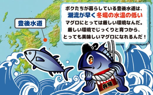 豊後まぐろ ヨコヅーナ刺身用・中トロ 400g 鮪 マグロ 海鮮丼 刺し身 盛り合わせ 冷凍 魚の刺身 大分県産 九州産 津久見市 