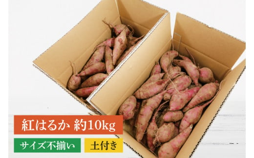 【訳あり】紅はるか約10kg【さつまいも サツマイモ 紅はるか 茨城県 鹿嶋市 10000円以下】（KAM-20）