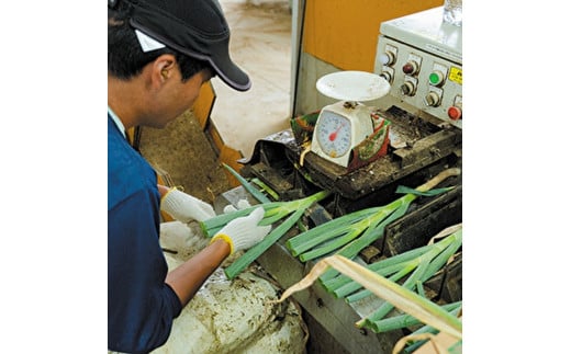 【8月～翌2月限定出荷】白神山地の麓で育った 白神ねぎ 産地直送 鍋物に最適！