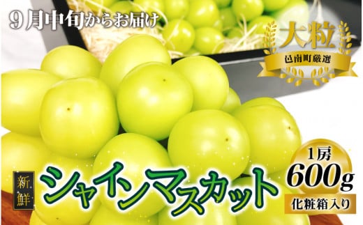 新鮮フルーツ シャインマスカット 1房 600g 果物 くだもの 化粧箱入り【9月中旬からお届け】