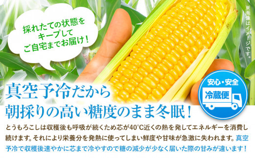 【特大】とうもろこし 極甘 スイートコーン 「 ゴールドラッシュ 」 5kg 以上 11～13本 特大 サイズ　来年分先行予約 受付中 【2025年8月上旬-9月中旬頃出荷】  特大 北海道 北海道 朝採れ 真空予冷 冷蔵 高糖度 夏野菜 