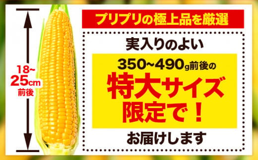 【特大】とうもろこし 極甘 スイートコーン 「 ゴールドラッシュ 」 5kg 以上 11～13本 特大 サイズ　来年分先行予約 受付中 【2025年8月上旬-9月中旬頃出荷】  特大 北海道 北海道 朝採れ 真空予冷 冷蔵 高糖度 夏野菜 