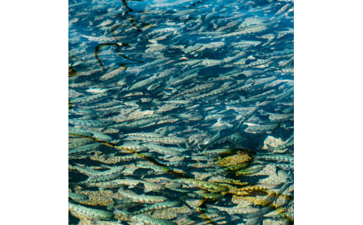 【奈良県下北山村産】桜薫るあまごの燻製 アマゴ 川魚 燻製 お酒