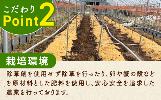 【先行予約】訳あり！朝採れアスパラガス2kg 【3月中旬以降順次発送】《対馬市》【農家くんのアスパラファーム】  冷蔵 アスパラ とれたて 新鮮 野菜　産地直送 [WCT002]