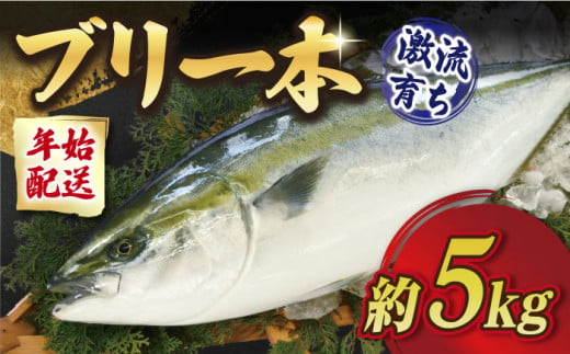 五島列島産 ブリ 1本（5kg程度）/ ぶり 鰤 刺身 鮮魚 海鮮 海産物 上五島