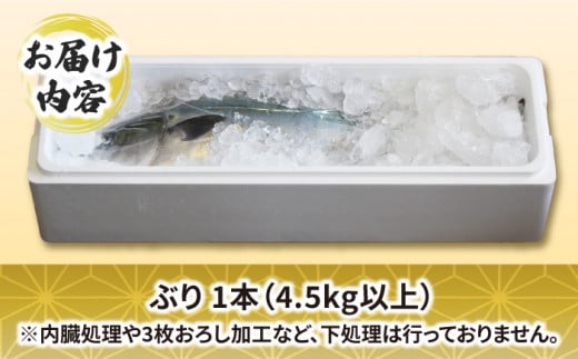 五島列島産 ブリ 1本（5kg程度）/ ぶり 鰤 刺身 鮮魚 海鮮 海産物 上五島