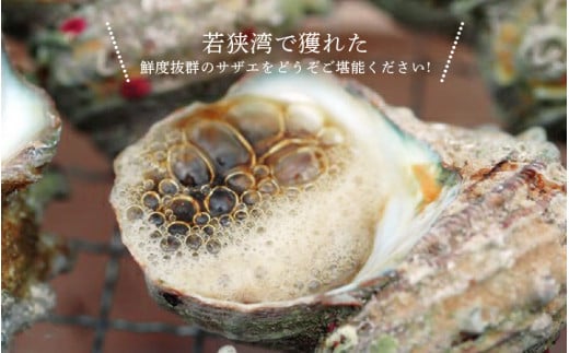 大人気☆ 若狭湾の素潜り 天然 サザエ 約8～12個 約700g (350g × 2P)  活サザエをそのままボイルしました！【サザエ さざえ 貝 海産物 刺身 お造り 海の幸 BBQ つぼ焼き 壺焼き 佃煮 砂抜き済 冷凍】[m17-a050]