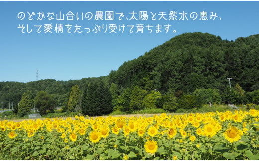 甘～い贅沢 「特選甘熟レッドメロン」北海道産どっさり8.5kg!!　H024