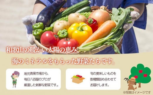 定期便 旬の新鮮野菜詰め合わせ 8種以上 全12回【野菜セット】