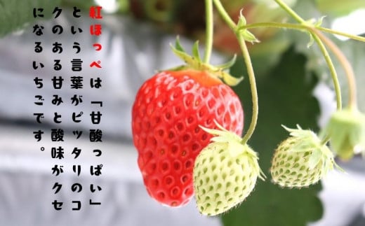 いちご 1kg 紅ほっぺ あまえくぼ 食べ比べ セット ( 2025年 1月 以降 発送予定 )  4パック 朝採れ 期間限定 人気 果物 フルーツ 新鮮 旬 冬 春 ケーキ ショートケーキ デザート ギフト 贈り物 贈答 イチゴ 苺 ストロベリー 徳島県 吉野川市 あんいちご園