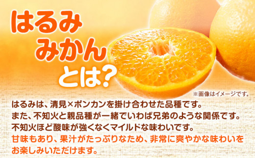【先行予約】みかん はるみ みかん 果肉ぷりぷり 完熟はるみ 約5kg 魚鶴商店《2月上旬-2月末頃発送予定》完熟みかん ミカン 和歌山県 日高町 贈り物 ギフト 柑橘 くだもの 果物 フルーツ  