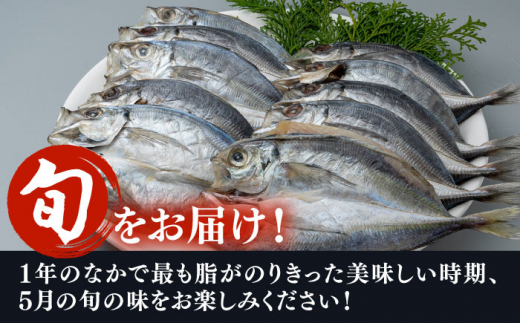 【全2回定期便】対馬 五月 真あじ 一汐干し 10枚 《 対馬市 》【 うえはら株式会社 】新鮮 アジ 干物 海産物 朝食 冷凍 [WAI106]