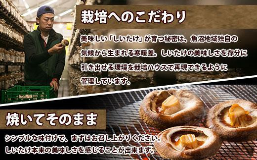 ES419 八色 しいたけ 1kg シイタケ 椎茸 生しいたけ 生シイタケ きのこ キノコ 菌床栽培 肉厚 鍋 バーベキュー おかず おつまみ 贈答 ギフト 越季 新潟県 南魚沼市