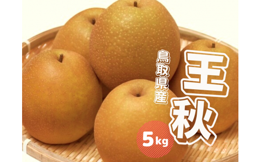 鳥取県産 王秋梨(おうしゅう）5kg: 全農とっとり JAタウン店
