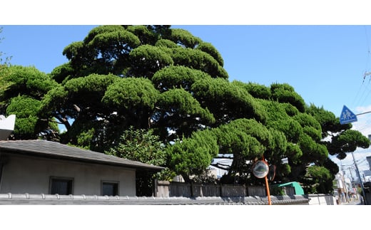 柄おまかせ!　パッチワーク生地　250枚セット(15cm角+20cm角)【1097565】