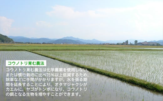 六方たんぼ コシヒカリ 減農薬（白米：3kg）令和6年産 / 新米 米 お米 精米 コシヒカリ コウノトリ育む農法